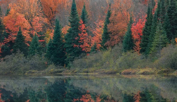 Árvores Coloridas Outono Floresta Coníferas Campo Quebec — Fotografia de Stock