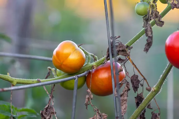 Fresh Ripen Tomatoes Plant Autumn Time — Stock Photo, Image
