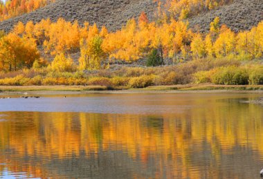 kavak ağacı yansımalar