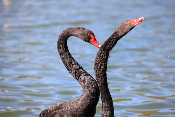 Dois cisnes negros — Fotografia de Stock