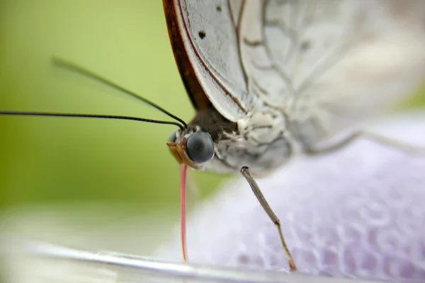 Mouche au beurre en gros plan — Photo