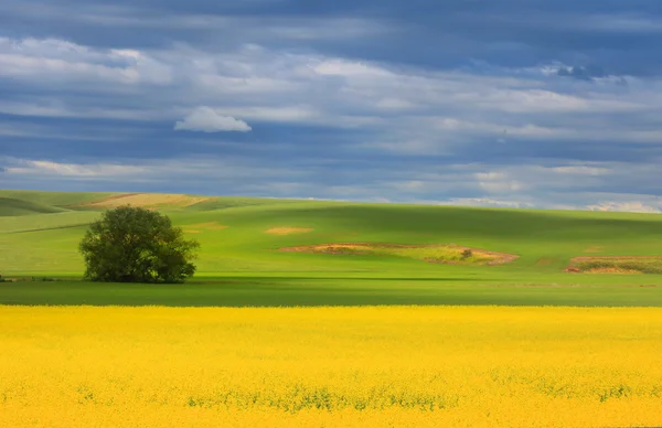 Pintura bonita como paisagem — Fotografia de Stock