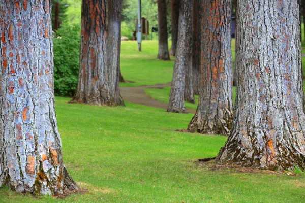 Stems of tall trees — Stock Photo, Image