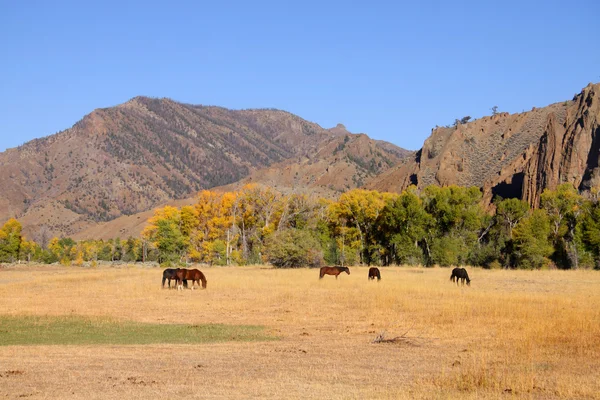 Horses grazing in prairies — Stock Photo, Image