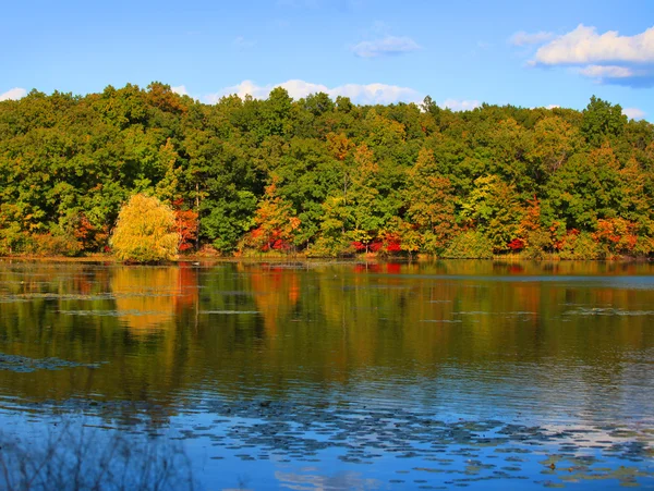 Riflessi degli alberi — Foto Stock