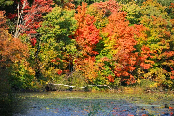 Kensington metro park — Stock Photo, Image