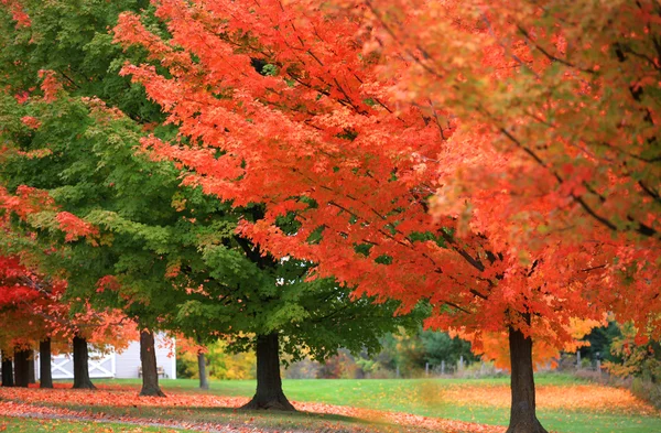 Coloridos árboles otoñales — Foto de Stock