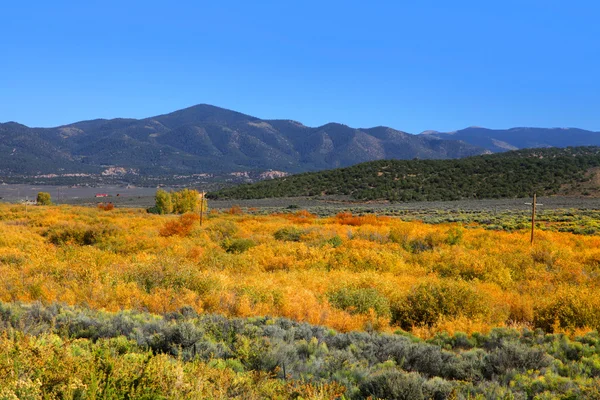 Colorado Fall foliage — Stock Photo, Image