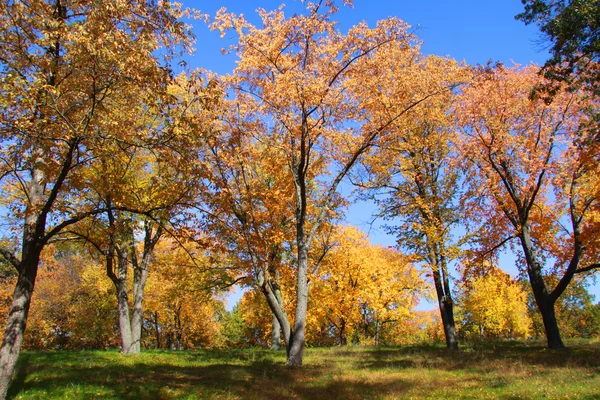 Follaje de otoño — Foto de Stock