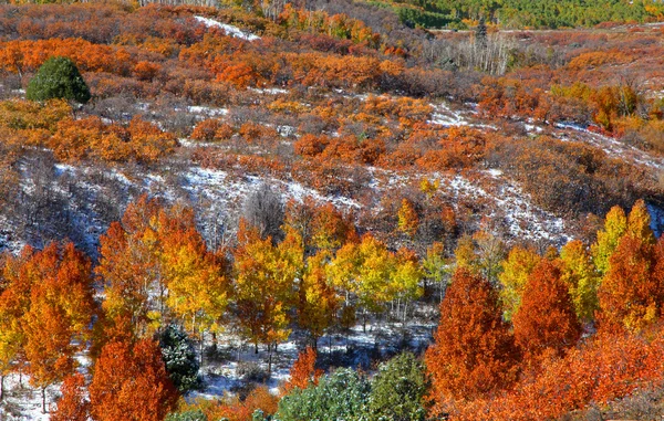 Autumn trees on Mount Sniffles — Stock Photo, Image