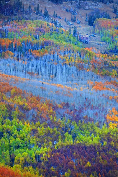 Colorful Aspen trees — Stock Photo, Image