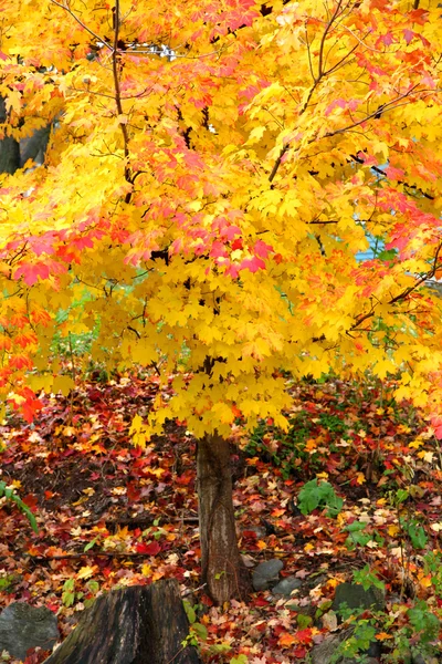 Arbre d'automne de couleur vive — Photo