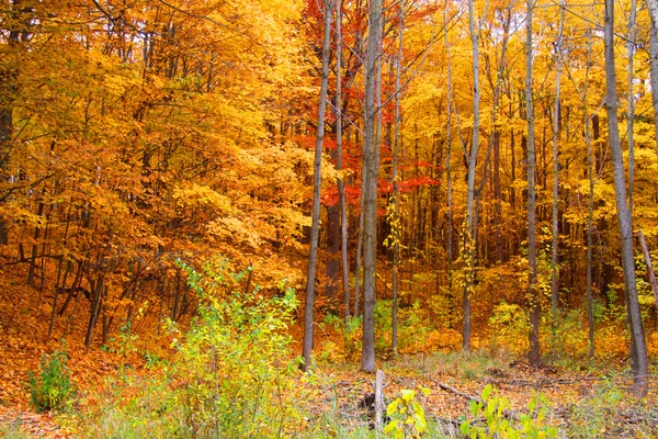 Árboles de otoño — Foto de Stock