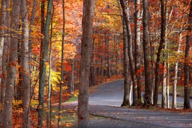 carretera escénica de otoño