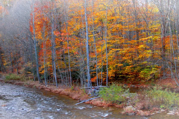 Coloridos árboles junto al río — Foto de Stock