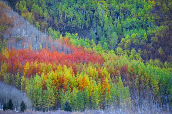 Kleurrijke aspen bomen — Stockfoto