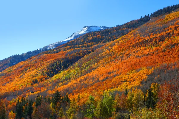 Fogliame caduta in montagne di San Juan — Foto Stock