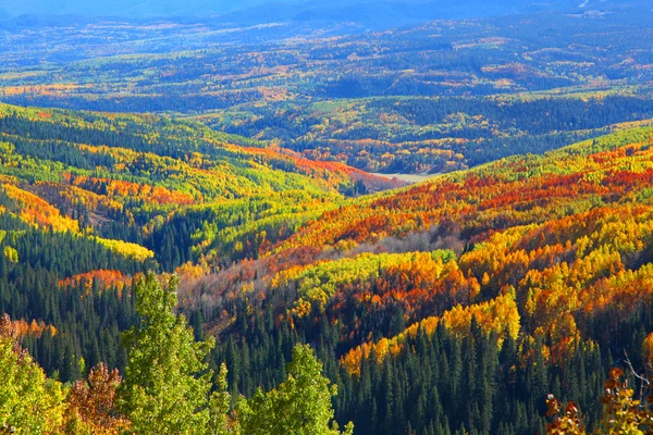 Carpet of autumn trees — Stock Photo, Image