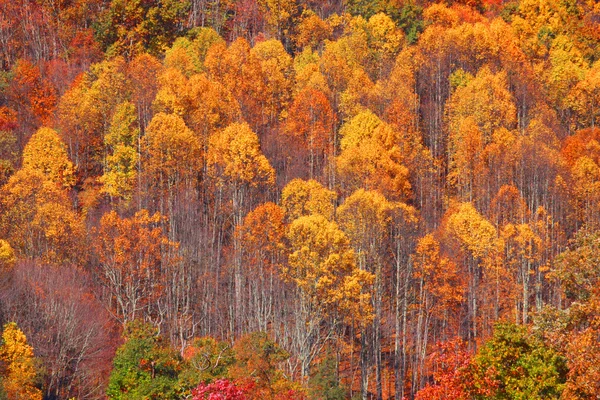 Аспенские деревья — стоковое фото