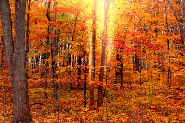 Árvores vermelhas brilhantes do outono — Fotografia de Stock