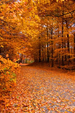 sonbaharda ağaçların arasından iz