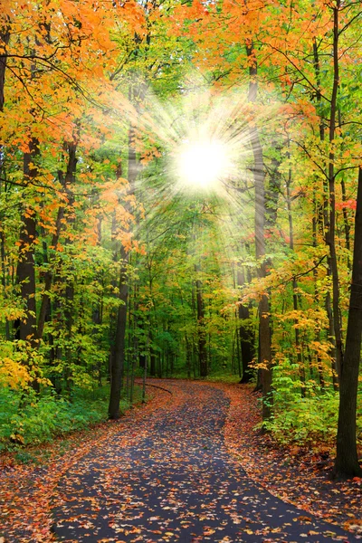 Sonne flackert Herbstbäume — Stockfoto