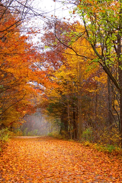 Orman yolu — Stok fotoğraf