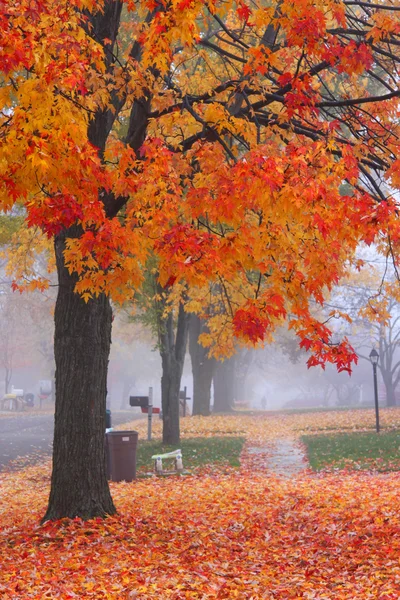 Mistige herfst tijd — Stockfoto