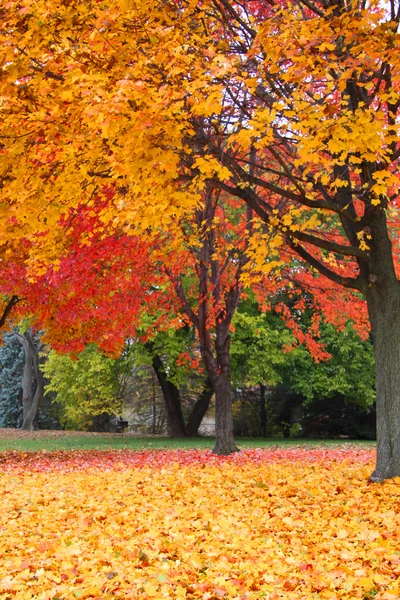 Tunnel of autumn trees