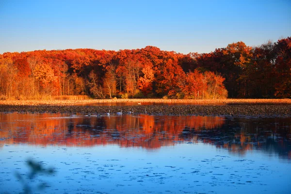 Höstens reflektioner — Stockfoto