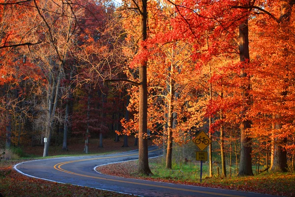 Estrada sinuosa em árvores de outono — Fotografia de Stock