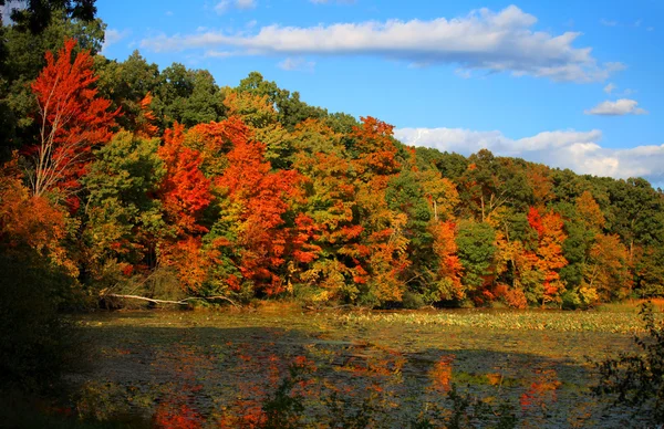 秋天的树木，由湖 — 图库照片