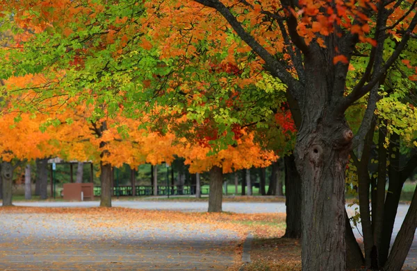 Jasne autumn drzewa — Zdjęcie stockowe