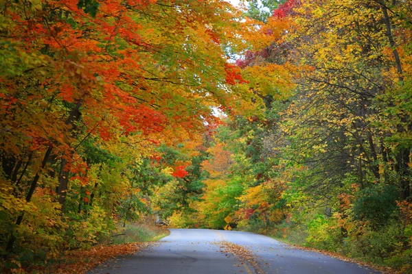 明るい秋の木々 を抜ける道路 — ストック写真