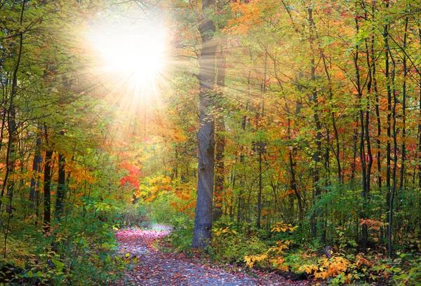 Herbstpfad — Stockfoto