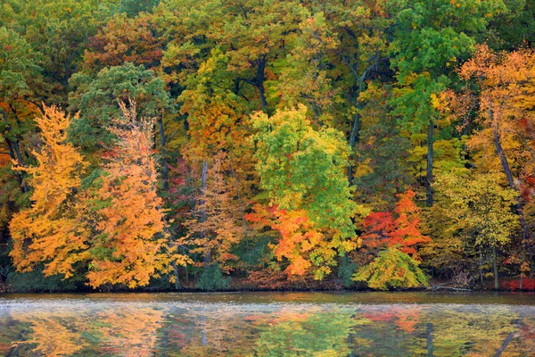 Riflessi dell'albero autunnale — Foto Stock