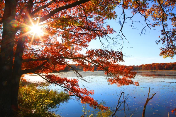 Beautiful autumn morning — Stock Photo, Image