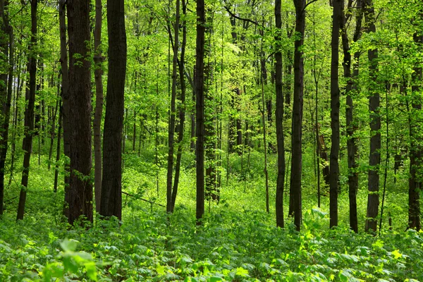 Bosque verde grueso — Foto de Stock