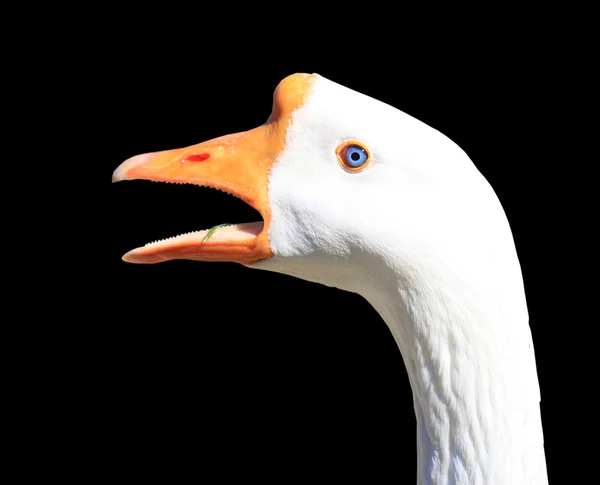 Angry swan — Stock Photo, Image