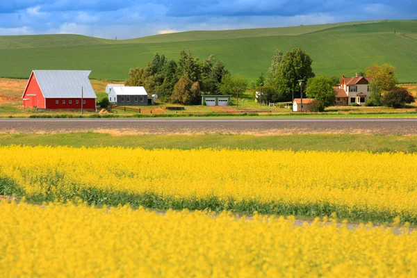 Rapeseed fields — Stock Photo, Image