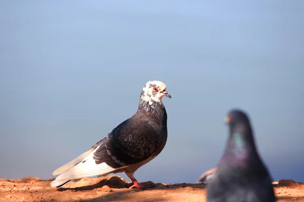 Встреча голубей — стоковое фото