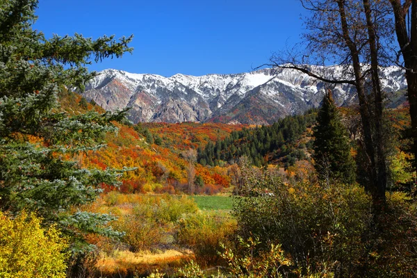 Colorado Rockies — Stockfoto