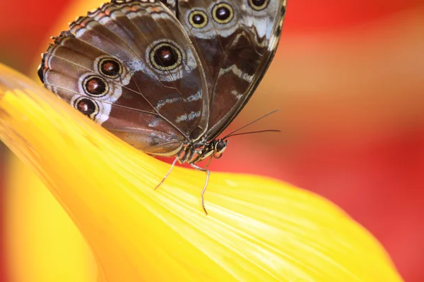 Close-up van vlinder is ontsproten — Stockfoto