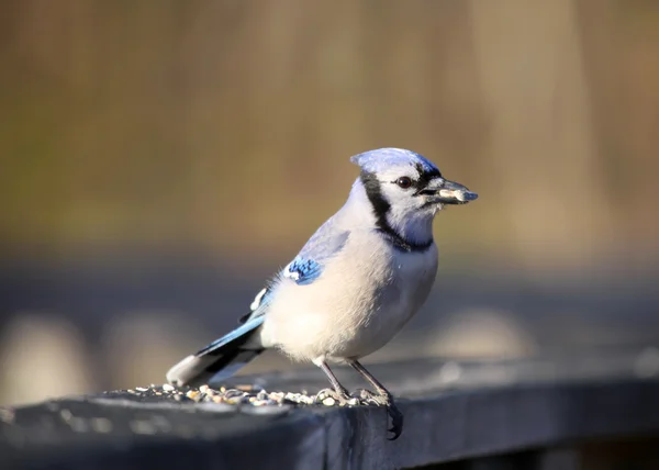 Blue jay ptak — Zdjęcie stockowe