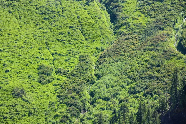 苍翠的绿色山丘 — 图库照片