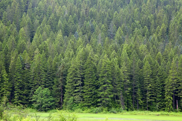 Floresta de pinheiro — Fotografia de Stock