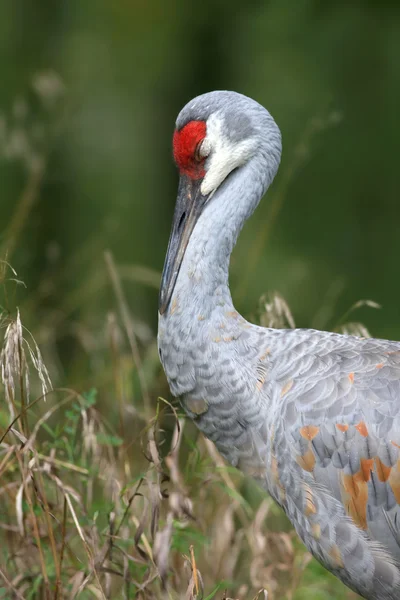 Sleeping Sand hill crane — Stock Photo, Image