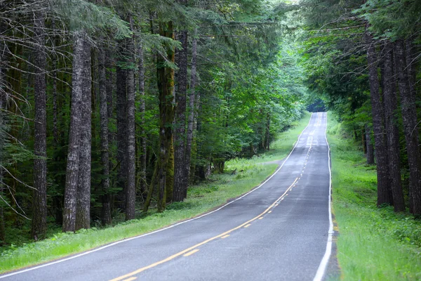 Forest road — Stock Photo, Image