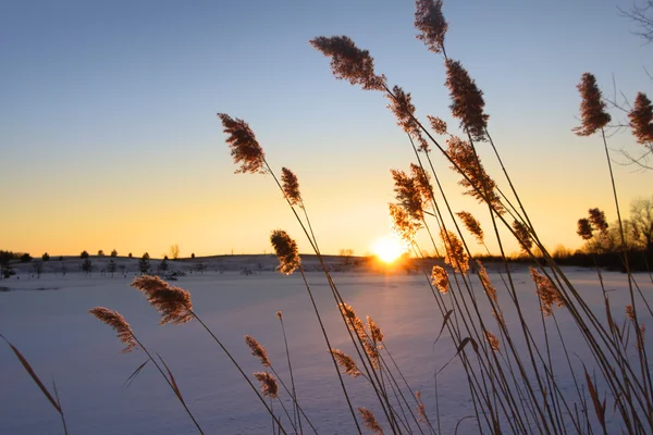 Grande herbe avec coucher de soleil — Photo