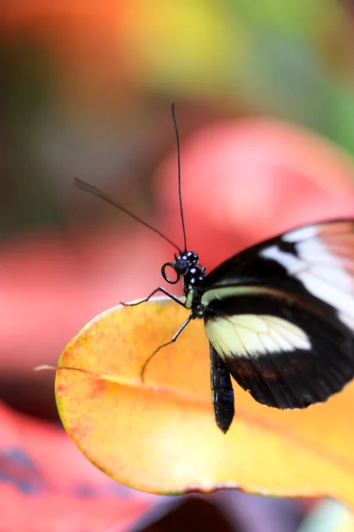 Метелик крупним планом — стокове фото